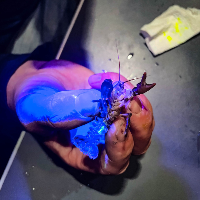 Eine Hand hält einen mit VIE (Visual implant elastomer) markierten Steinkrebs in die Kamera. Eine UV-Lampe beleuchtet die Szene, das VIE-Tag ist gut sichtbar.