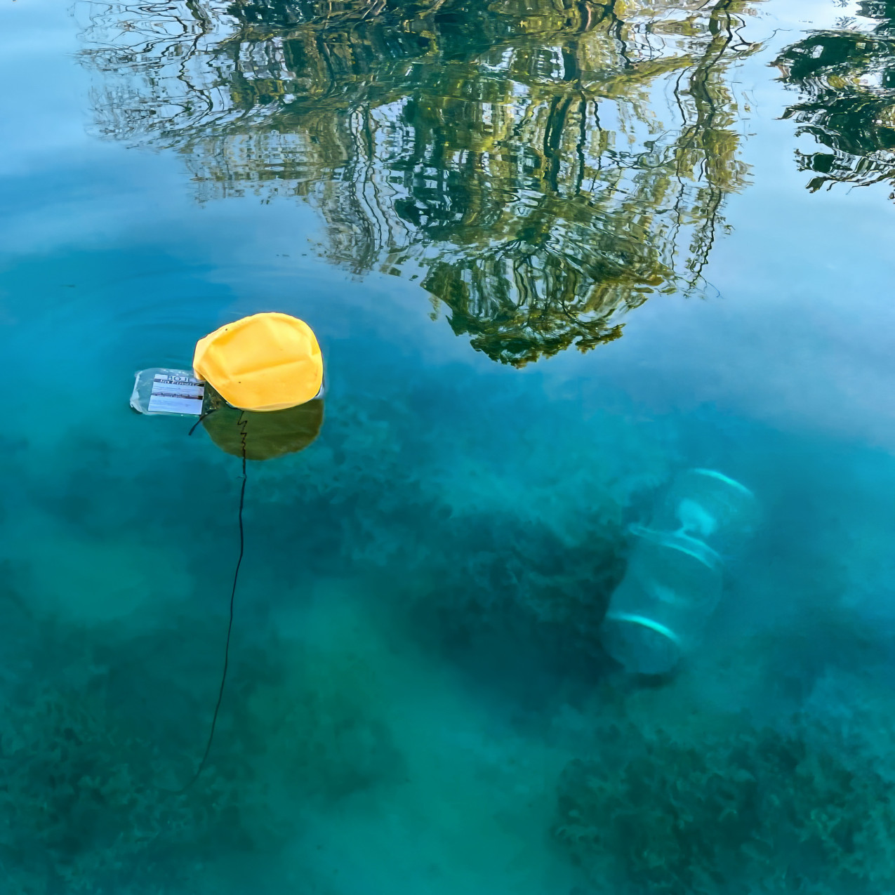 Eine Krebsreuse (Köderreuse) im Hallwilersee, befestigt an einer Boje. Die Reuse ist aus Metall und liegt neben Makrophyten.