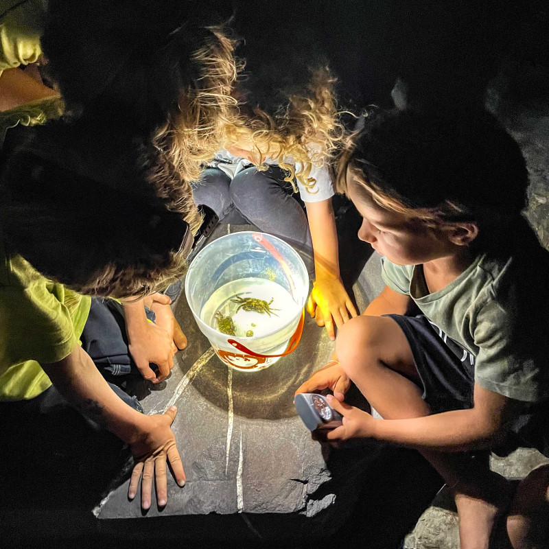 Kinder, die sich um einen transparenten Kessel mit Krabben versammelt haben und staunend die Tiere beobachten.