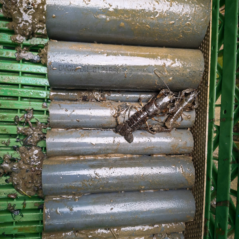 Zwei Edelkrebse laufen auf einer ART (Artificial refuge trap), die geborgen wurde.