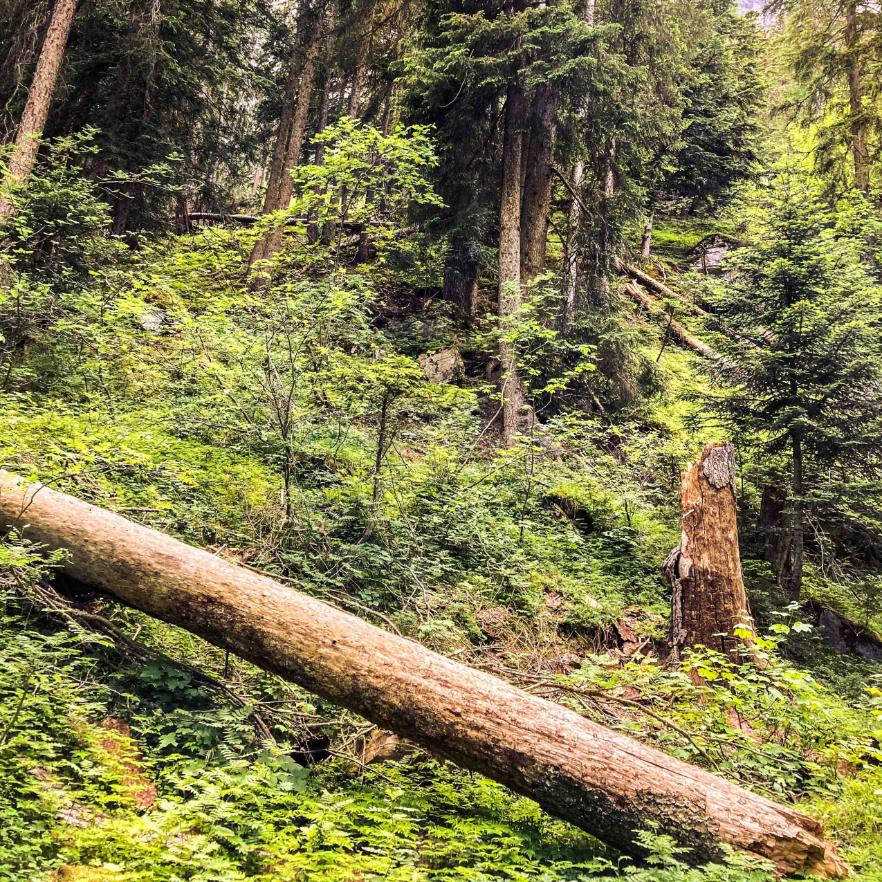 Grün wuchender Wald am steilen Hang mit Baumstrunk und Baumstamm am Boden liegend.