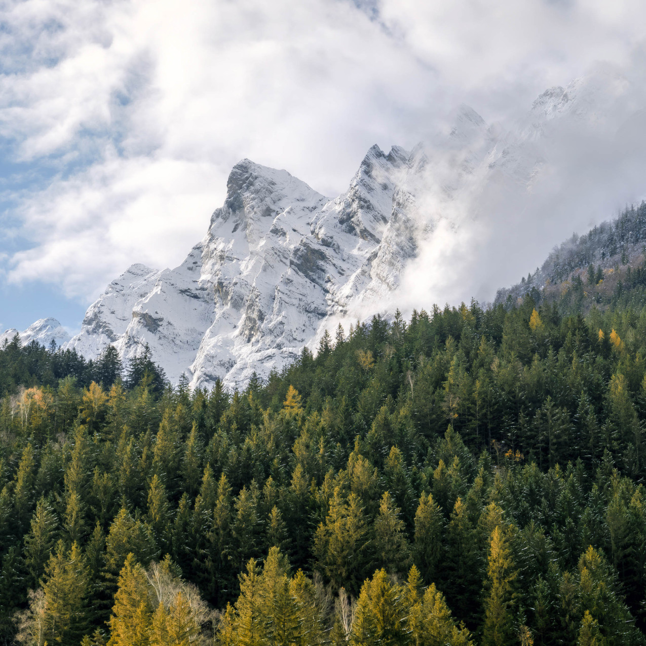 Herbstlicher Wald mit schneebedeckten Bergen, die teilweise in Wolken gepackt sind, im Hintergrund.