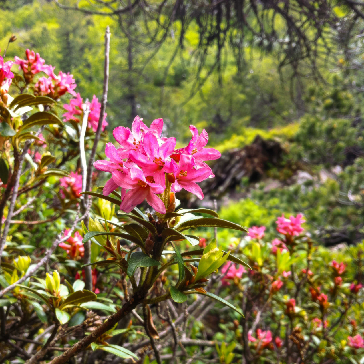 Alpenrose, blühend, fotografiert im Wald.